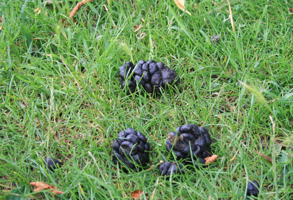 Deer droppings - Pine Cone Club Badge