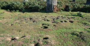 Rabbit holes at Hampton Court Warren